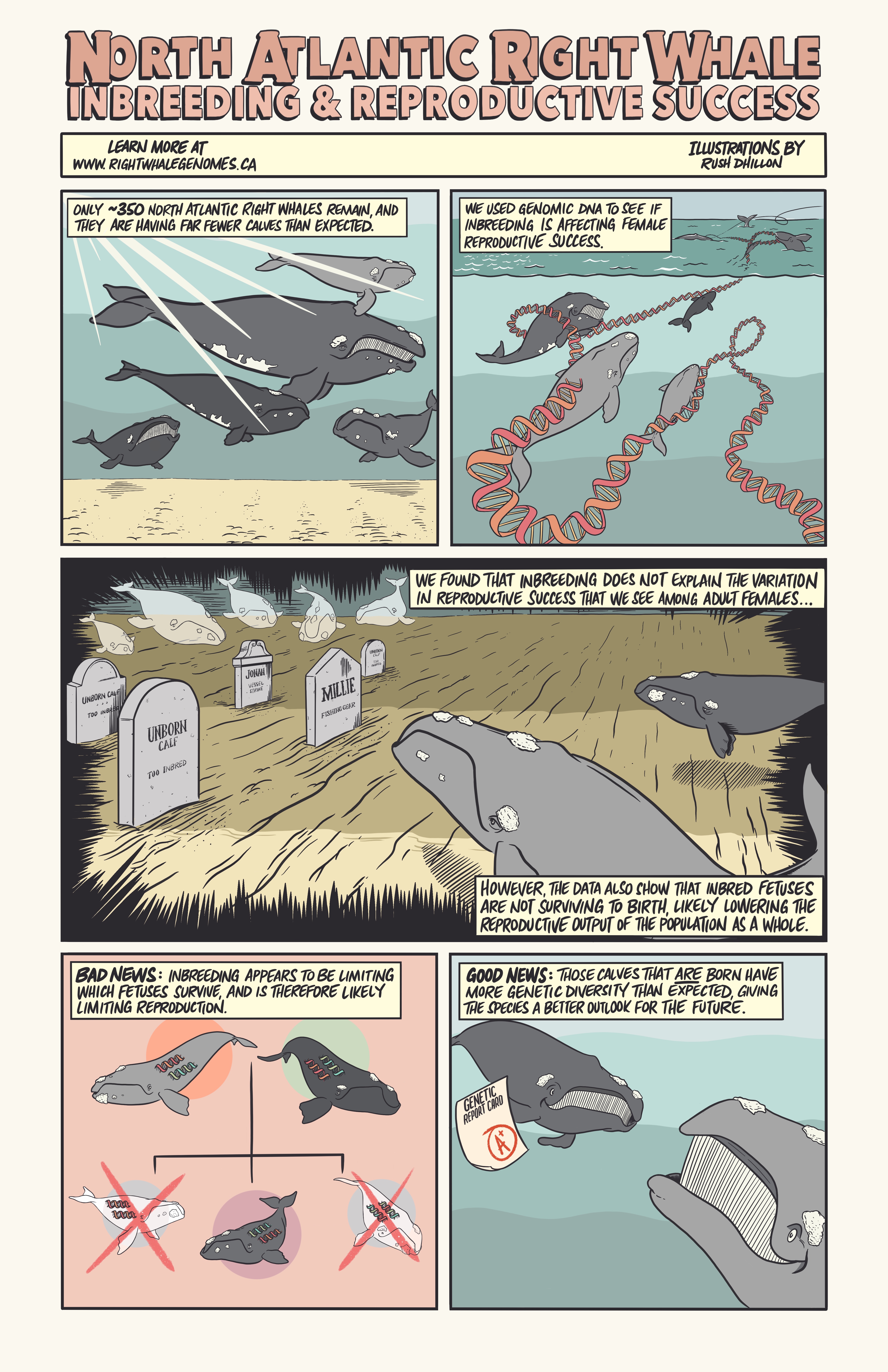 Research Findings/Publications - Right Whale Genome